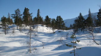 fra feltet